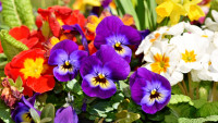 květiny macešky flower-3312542 1280